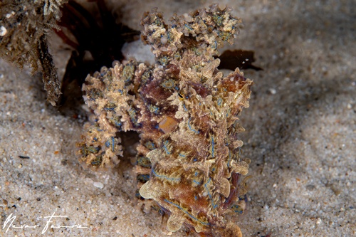 Image of Hapalochlaena fasciata