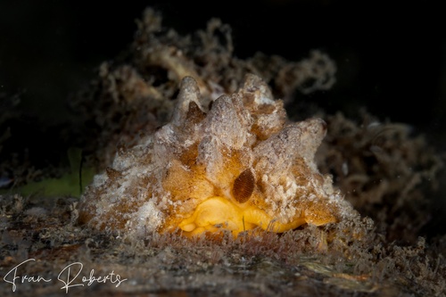 Image of Sclerodoris coreacia