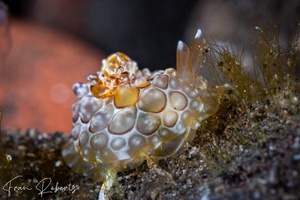 Image of Pleurobranchus forskalii