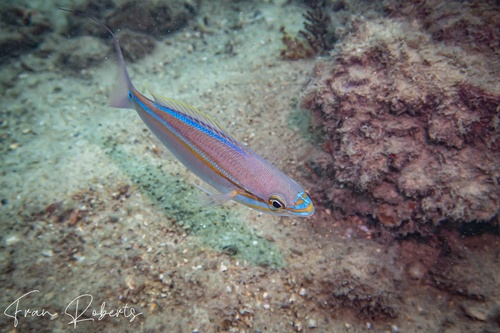 Image of Pentapodus paradiseus