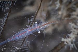 Image of Manipontonia psamathe