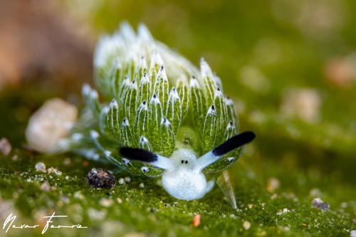 Image of Costasiella usagi