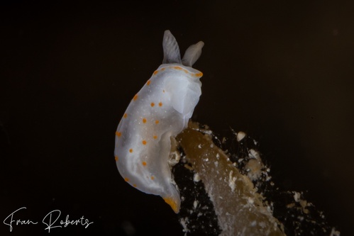 Image of Gymnodoris sp. 2