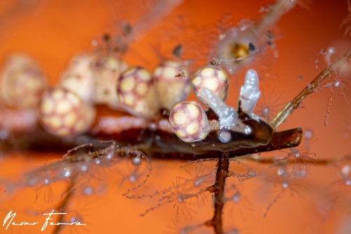 Image of Kabeiro sp. 2