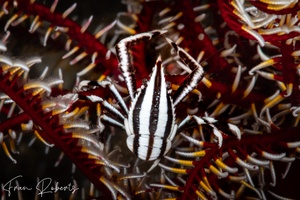 Image of Allogalathea elegans