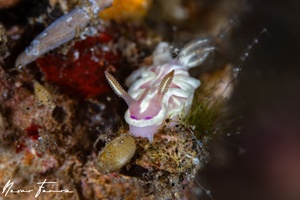 Image of Ceratosoma sp. 1