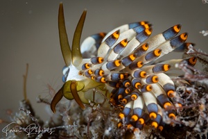 Image of Tenellia puti