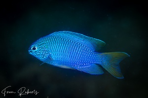 Image of Pomacentrus coelestis