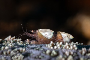 Image of Hamopontonia fungicola