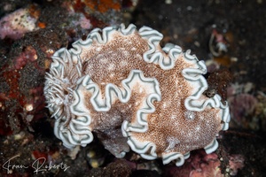 Image of Glossodoris hikuerensis