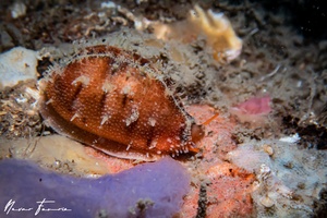 Image of Cypraea sp. 6