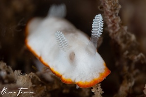 Image of Goniobranchus albonares
