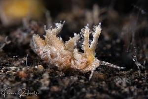 Image of Limenandra confusa