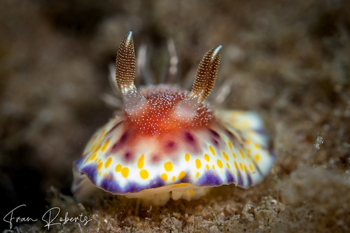 Image of Goniobranchus collingwoodi