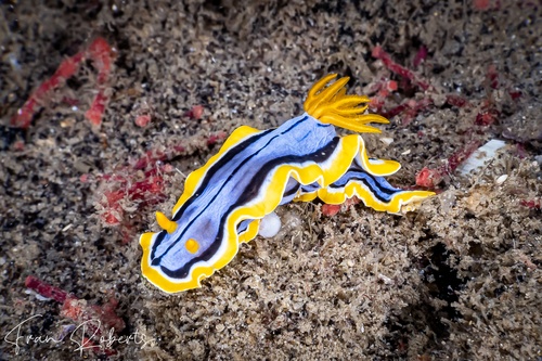 Image of Chromodoris elisabethina