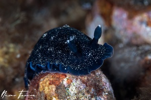 Image of Dendrodoris nigra
