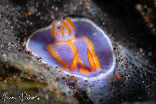 Image of Mexichromis trilineata