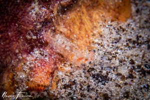 Image of Unidentified Shrimp sp. 1