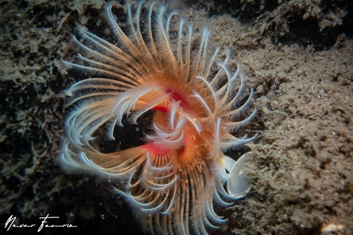 Image of Worms Various