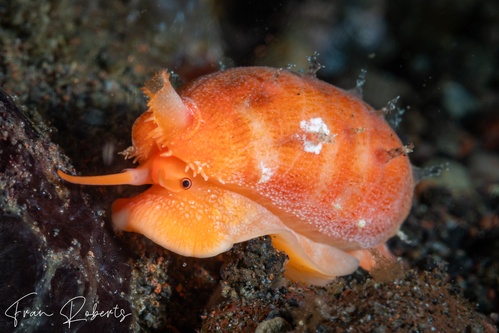 Image of Palmadusta ziczac