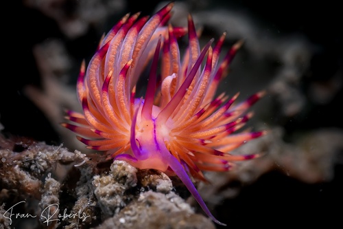 Image of Unidentia sp. 1