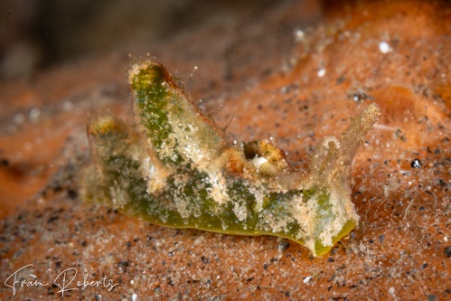 Image of Elysia cf. tomentosa