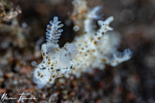 Image of Polycera sp. 3