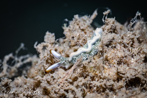 Image of Thuridilla carlsoni