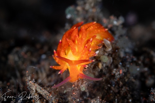 Image of Trinchesia sp. 4