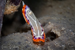 Image of Goniobranchus setoensis
