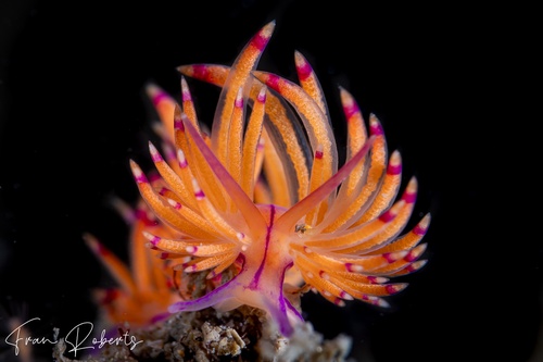 Image of Unidentia sp. 1