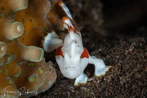 Image of Antennarius maculatus