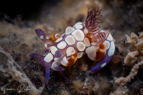 Image of Trapania scurra