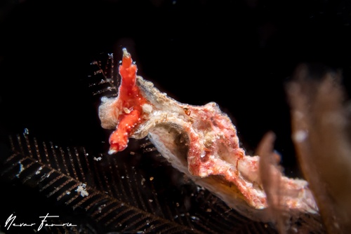 Image of Lomanotus sp. 2