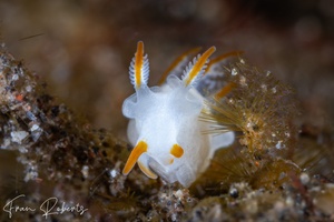 Image of Trapania vitta