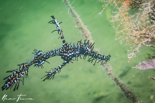 Image of Solenostomus paradoxus