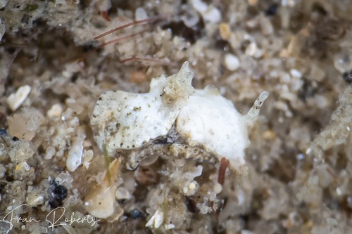 Image of Niparaya sp. 17