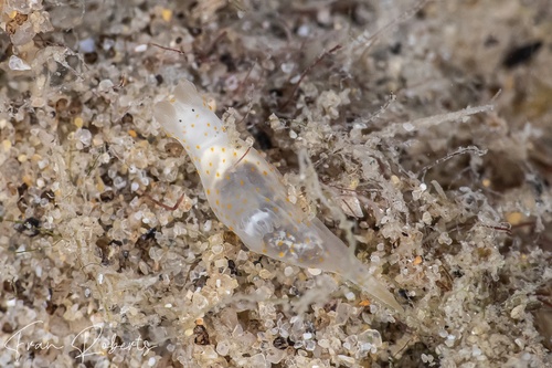 Image of Gymnodoris sp. 22