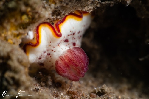 Image of Goniobranchus daphne