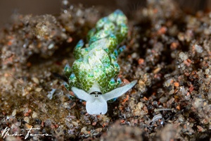 Image of Costasiella fridae