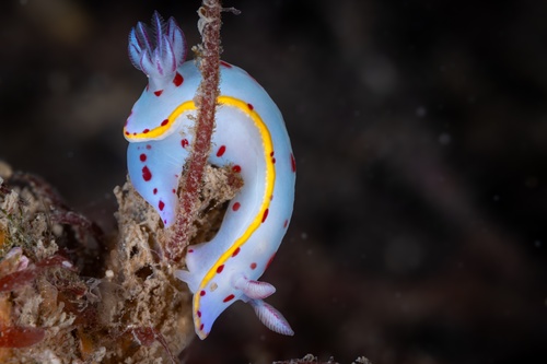 Image of Hypselodoris bennetti