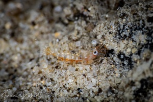 Image of Unidentified Shrimp sp. 7