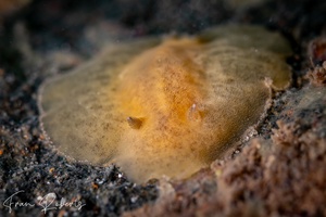 Image of Discodoris sp. 1