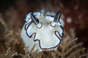 Image of Doriprismatica atromarginata