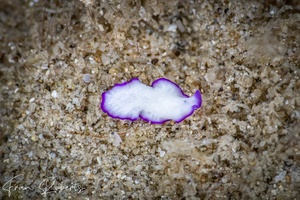 Image of Pseudoceros cf. indicus