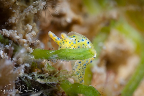 Image of Oxynoe Jaksoni