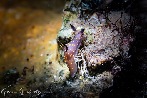 Image of Polycera janjukia