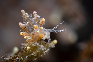 Image of Produnga rubropunctatus