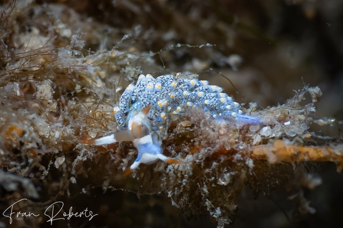 Image of Tenellia diversicolor