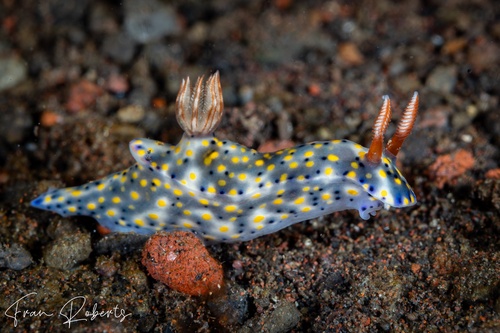 Image of Hypselodoris roo